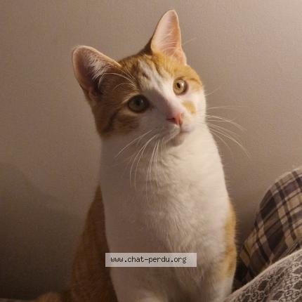 Photo 1/1 Pépito Chat perdu à Exincourt
