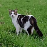 Photo de chat perdu à Laroquebrou