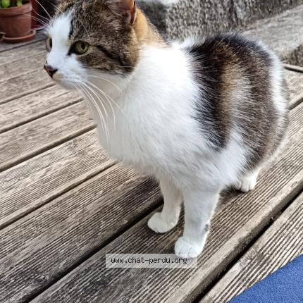 Photo 2/3 Samson Chat perdu à Laroquebrou