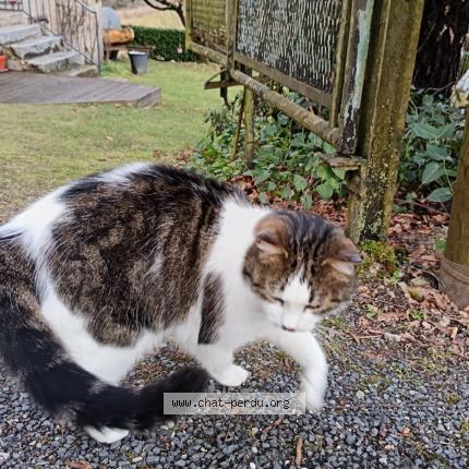 Photo 3/3 Samson Chat perdu à Laroquebrou