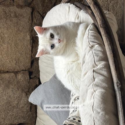 Photo 1/1 N&eacute;ron Chat perdu à Cauro