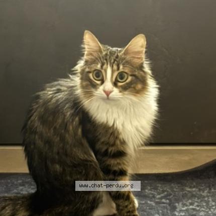Photo 1/1 Muscat Chat perdu à Loriol sur drome
