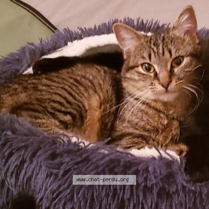 Photo 1/1 Chat retrouvé Perdu à Nantes