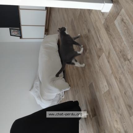 Photo 1/1 Nuage Chat perdu à Longeuil annel