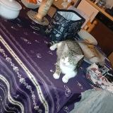 Photo de chat perdu à Labastide Murat