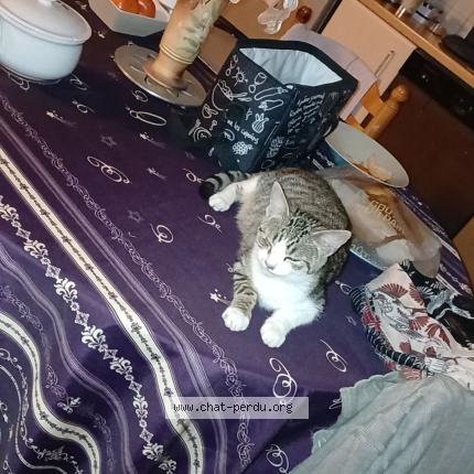 Photo 1/1 Luna Chat perdu à Labastide murat