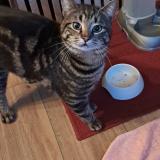 Photo de chat perdu à Aurouer