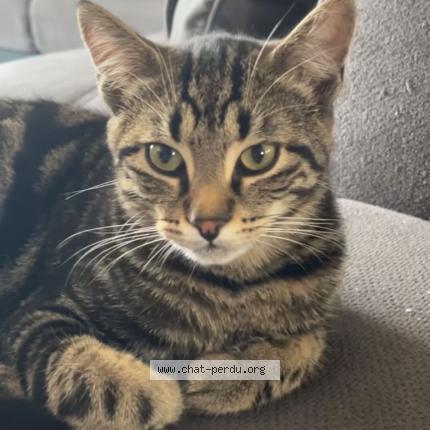 Photo 2/2 Stark Chat perdu à Aurouer