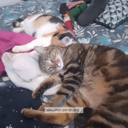 Photo 1/1 Tigri Chat perdu à Inzinzac lochrist