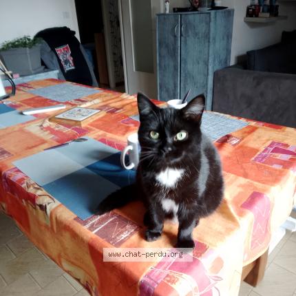 Photo 1/1 Lisette Chat perdu à Saint jean de monts