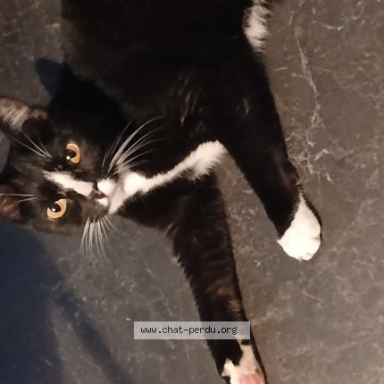 Photo 1/1 Chat retrouvé Trouvé à Villeneuve d ascq