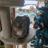 Photo de chat perdu à Cazaux