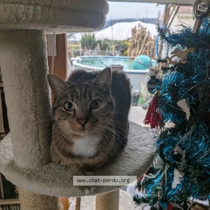 Photo 1/1 Minka Chat perdu à Cazaux