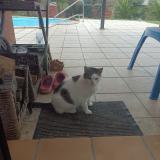 Photo de chat trouvé à Sarzeau