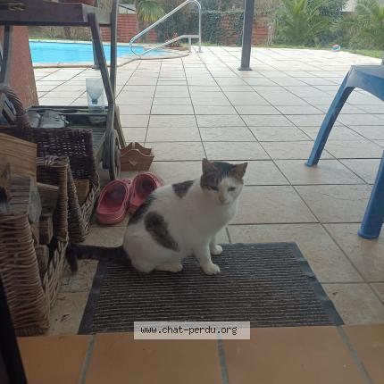 Photo 1/1 Chat trouvé Trouvé à Sarzeau