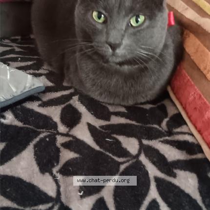 Photo 1/1 pepita Chat perdu à Reims