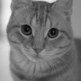 Photo de chat perdu à Lessy