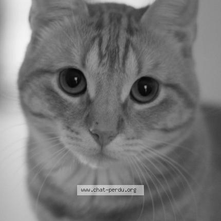 Photo 1/1 Yamcha Chat perdu à Lessy