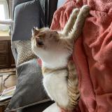 Photo de chat trouvé à Corlay