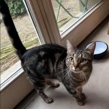 Photo de chat perdu à Les Lilas