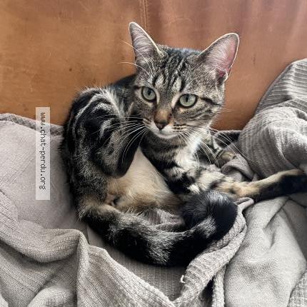 Photo 2/5 Pipistrella avant adoption Lila Chat perdu à Les lilas