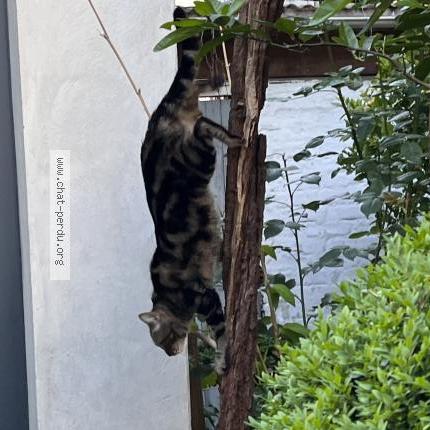 Photo 3/5 Pipistrella avant adoption Lila Chat perdu à Les lilas