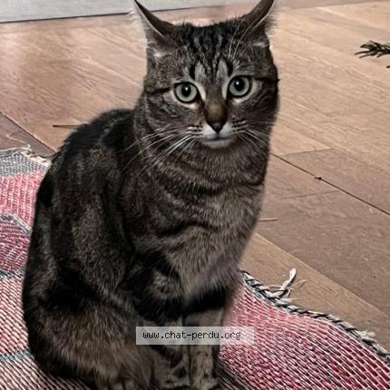 Photo 5/5 Pipistrella avant adoption Lila Chat perdu à Les lilas