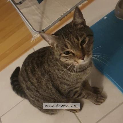 Photo 1/1 Chat retrouvé Perdu à Reims