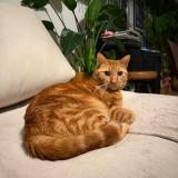 Photo de chat perdu à Bruxelles