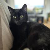 Photo de chat perdu à Le Perreon