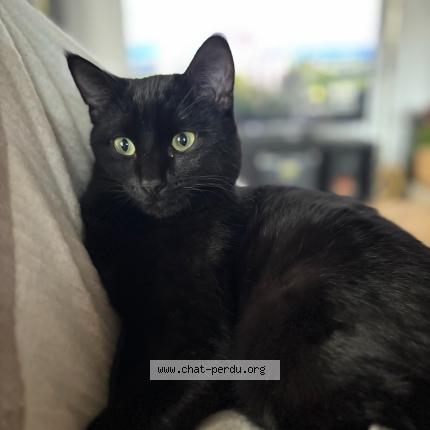 Photo 1/1 Nyx Chat perdu à Le perreon