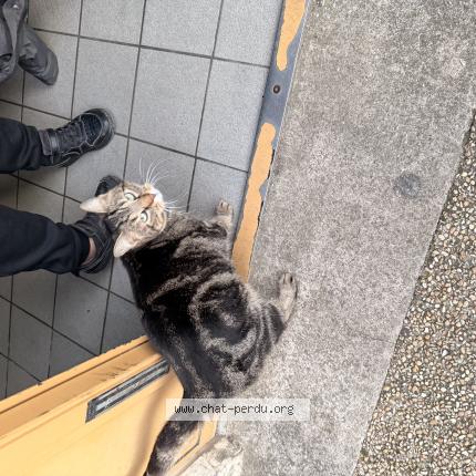 Photo 1/1 Chat retrouvé Trouvé à Orleans