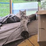 Photo de chat trouvé à Cenon