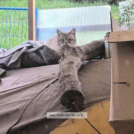Photo 1/1 Chat trouvé Trouvé à Cenon
