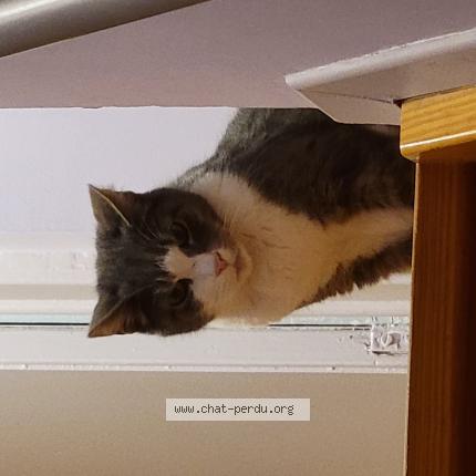 Photo 1/1 Poema Chat perdu à Kraainem