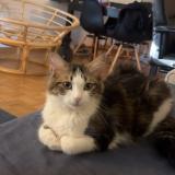 Photo de chat perdu à Grolley