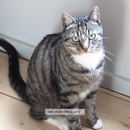 Photo 1/1 Chat retrouvé Perdu à Bruxelles