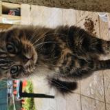 Photo de chat trouvé à Canet