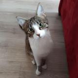 Photo de chat perdu à Paris