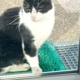 Photo de chat trouvé à Perrigny Les Dijon