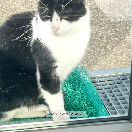 Photo 1/1 Chat trouvé Trouvé à Perrigny les dijon