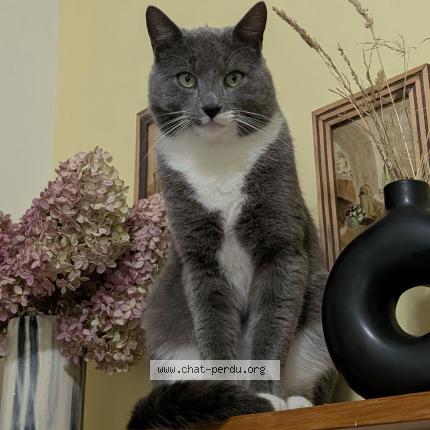 Photo 1/1 Chat retrouvé Perdu à Shawinigan