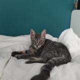 Photo de chat perdu à La Murette