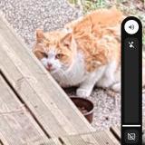 Photo de chat trouvé à Toulouse