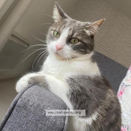 Photo 1/3 Chat retrouvé Perdu à Colombes