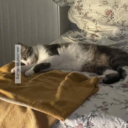 Photo 2/3 Chat retrouvé Perdu à Colombes