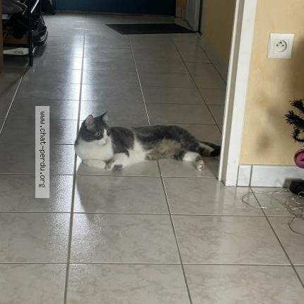 Photo 3/3 Chat retrouvé Perdu à Colombes