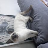 Photo de chat perdu à Toulouse