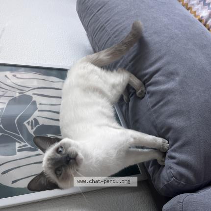 Photo 1/1 Booba Chat perdu à Toulouse