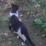 Photo de chat perdu à Momeres